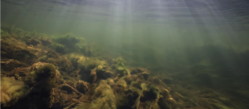 Zdjęcie pod wodą jezioro lub rzeka