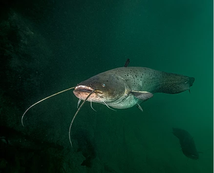Zdjęcie pod wodą - ryba
