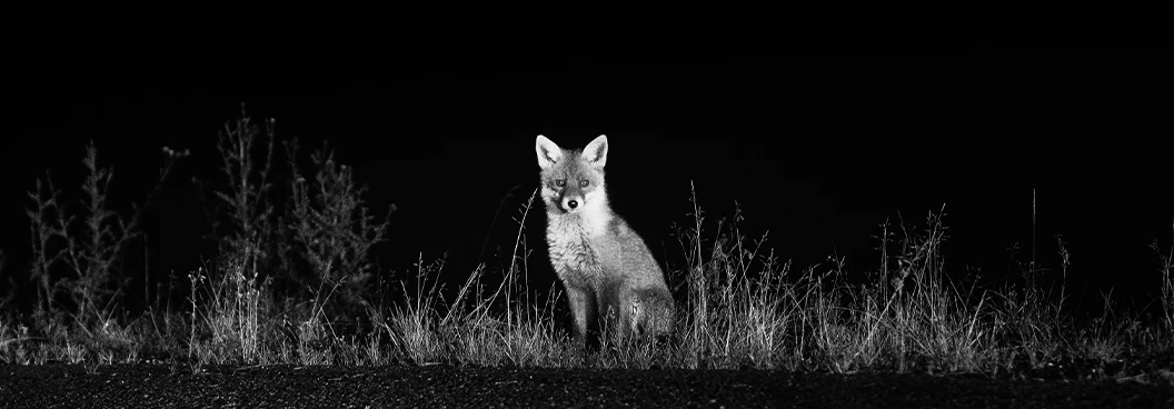 text-with-image-fullwidth