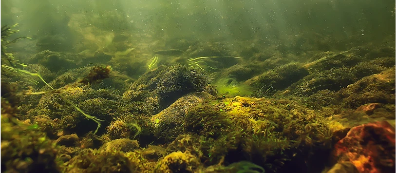 Zdjęcie pod wodą jezioro lub rzeka